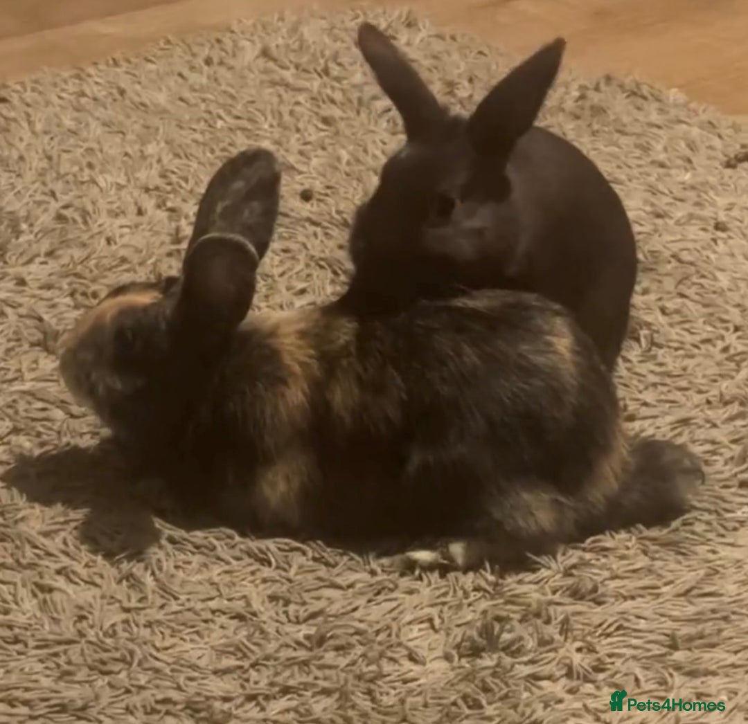 Mixed Breed rabbits for sale: Two Bunnies  - Advert 4