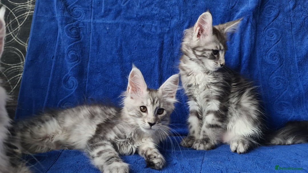 Maine Coon cats for sale: GCCF Registered - Maine Coon Kittens - Image 6