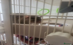 Rat rodents for sale: Mixed baby rats - males and females - Image 9
