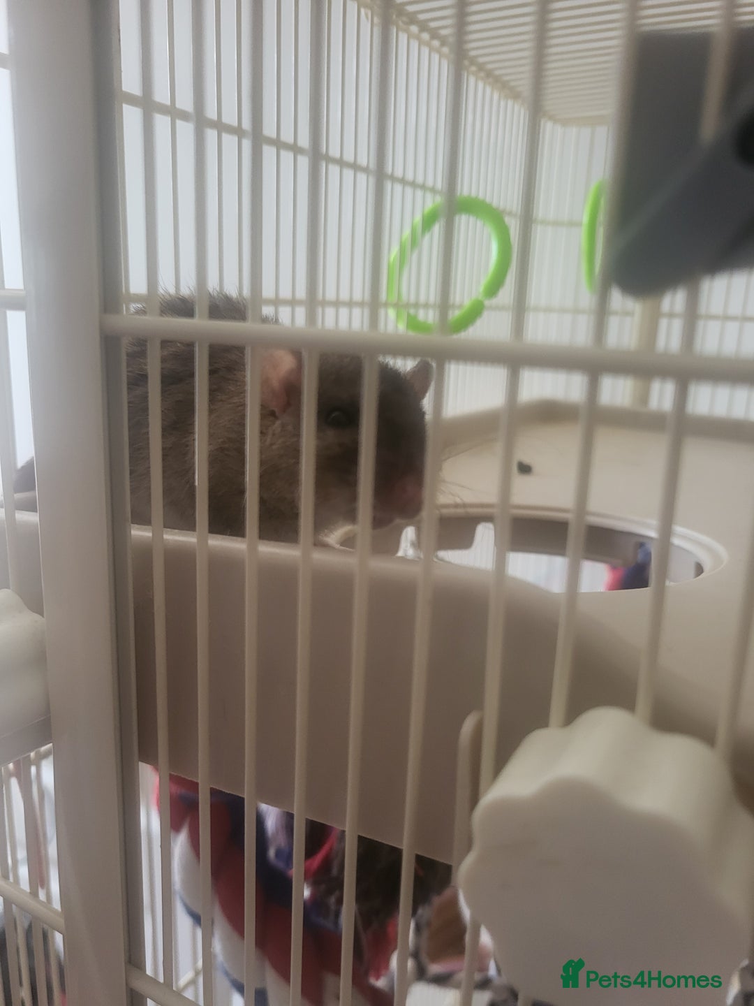 Rat rodents for sale: Mixed baby rats - males and females - Image 9
