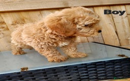 Maltipoo dogs for sale: Adorable Maltipoo Puppies for sale-ONE BOY LEFT - Image 14