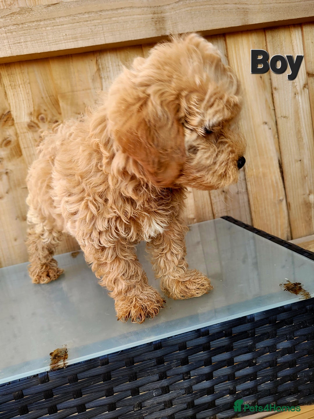 Maltipoo dogs for sale: Adorable Maltipoo Puppies for sale-ONE BOY LEFT - Image 14