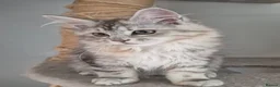 Maine Coon cats for sale: 2 Beautiful Maine coon kittens - Advert 25