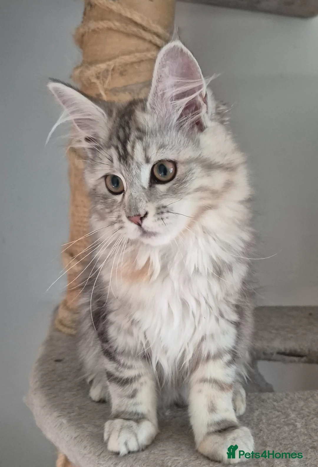 Maine Coon cats for sale: 2 Beautiful Maine coon kittens - Advert 25