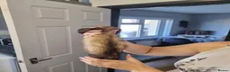 Ferret rodents for sale: Female ferret looking for new homes  - Advert 2