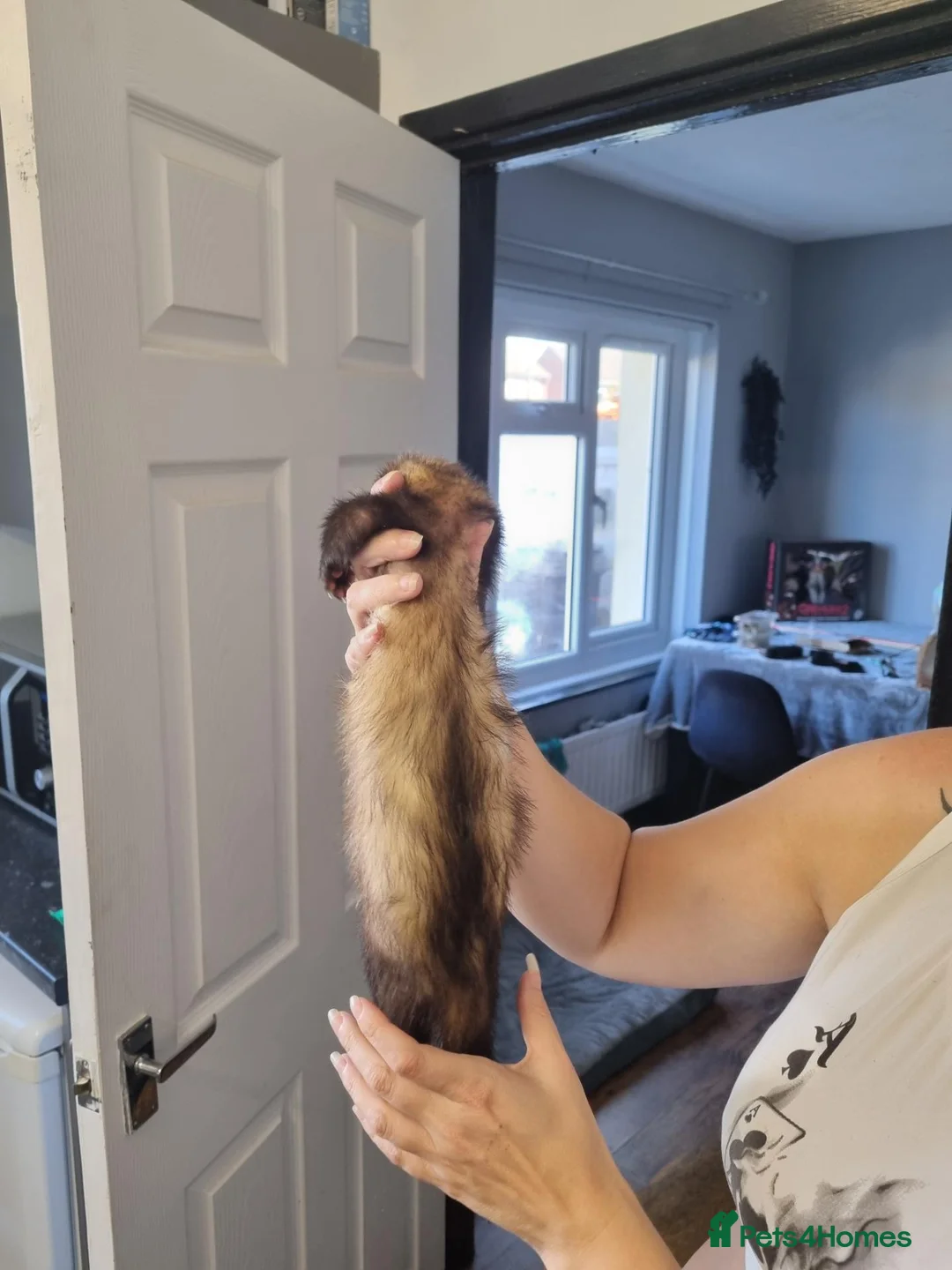 Ferret rodents for sale: Female ferret looking for new homes  - Advert 2