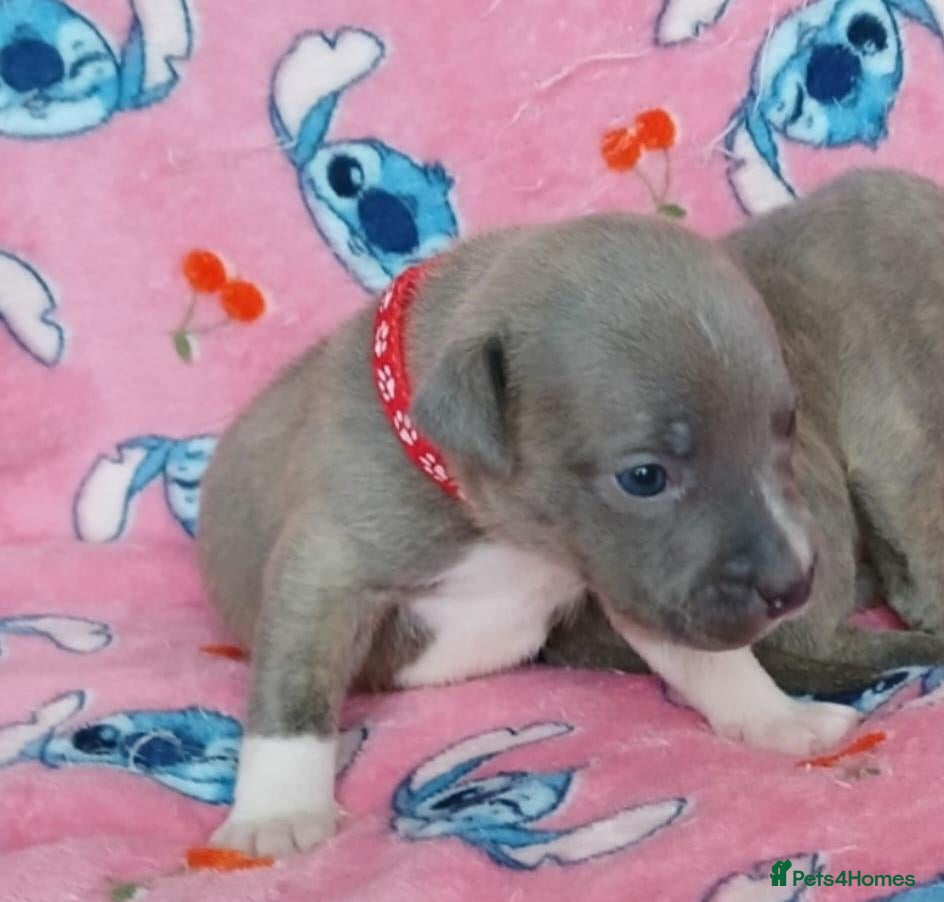 Staffordshire Bull Terrier dogs Staff puppies - Advert 3