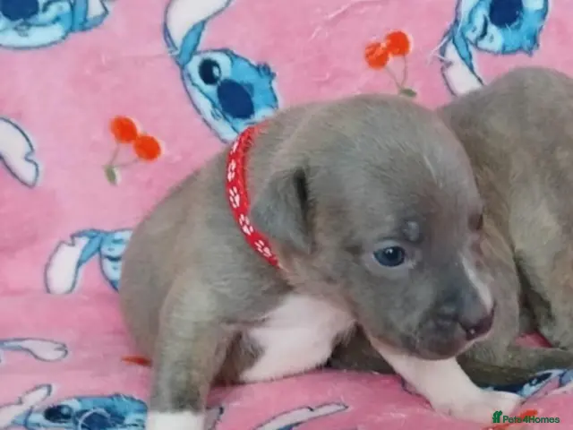 Staffordshire Bull Terrier dogs Staff puppies - Advert 3
