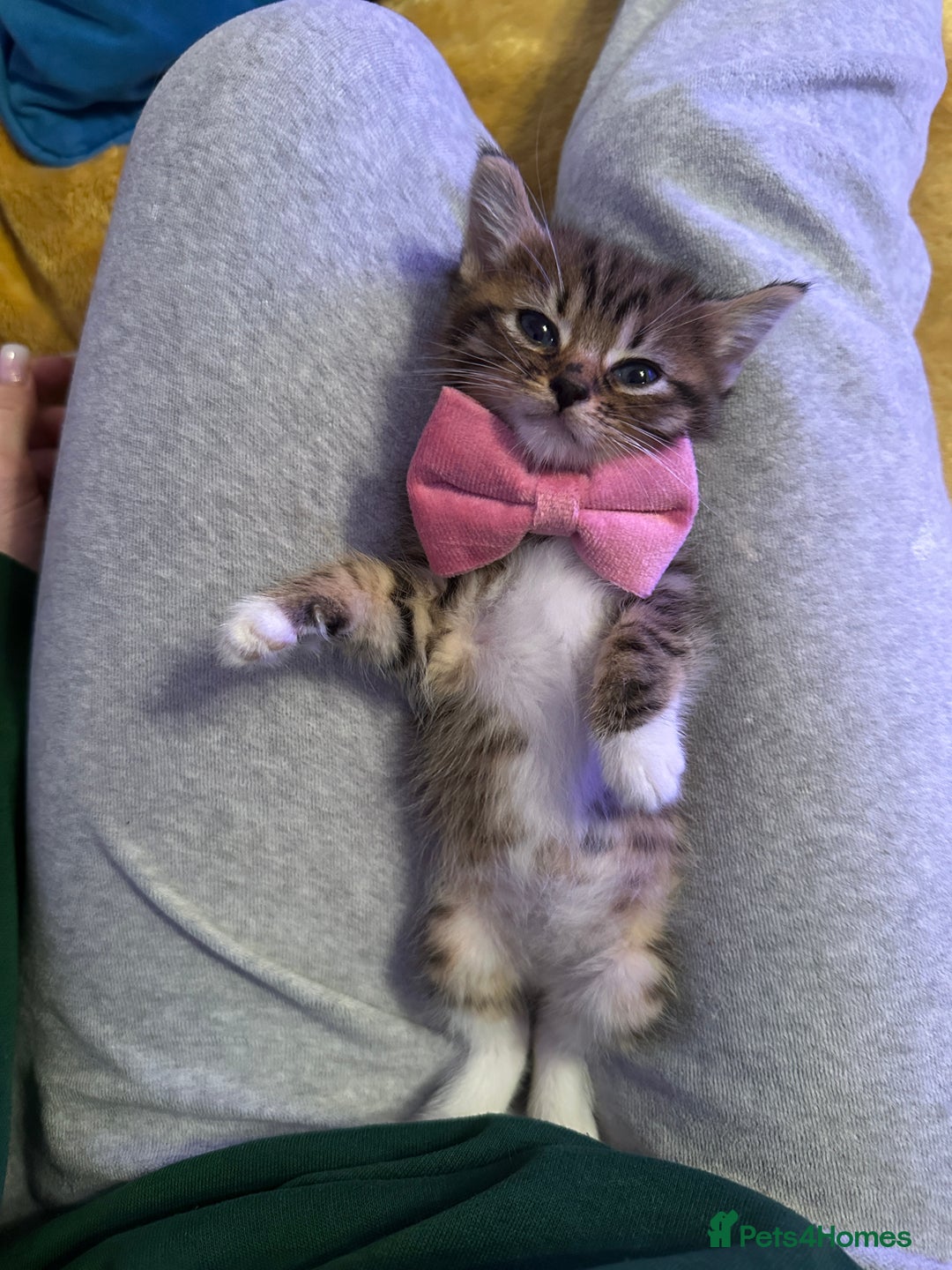 Mixed Breed cats for sale: 3 Half Ragdoll kittens; 2 boys and 1 girl - Advert 20