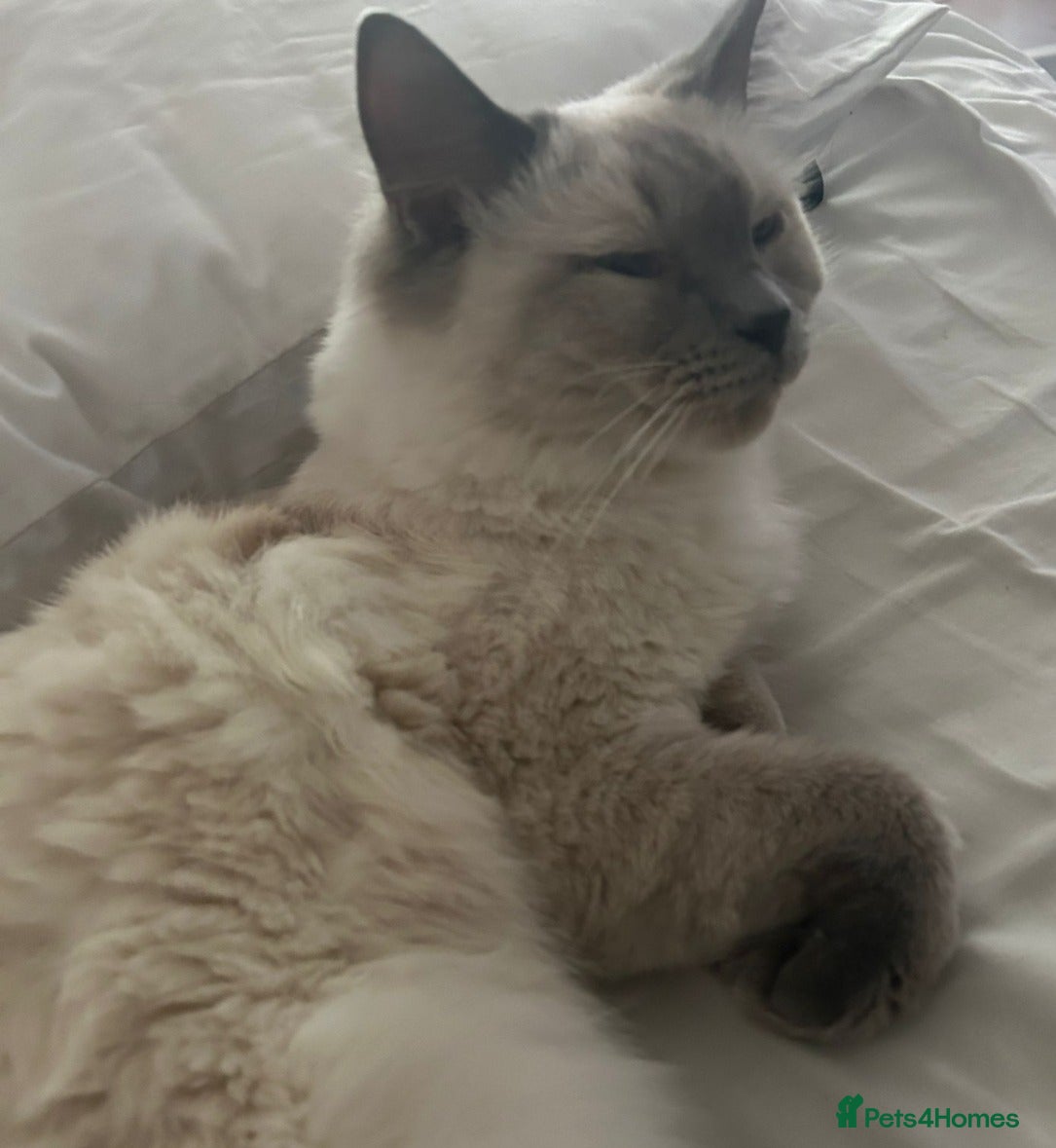 Ragdoll cats Full Pedigree Ragdoll for sale - Taking cash  - Advert 2