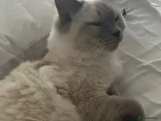 Ragdoll cats Full Pedigree Ragdoll for sale - Taking cash - Advert 2