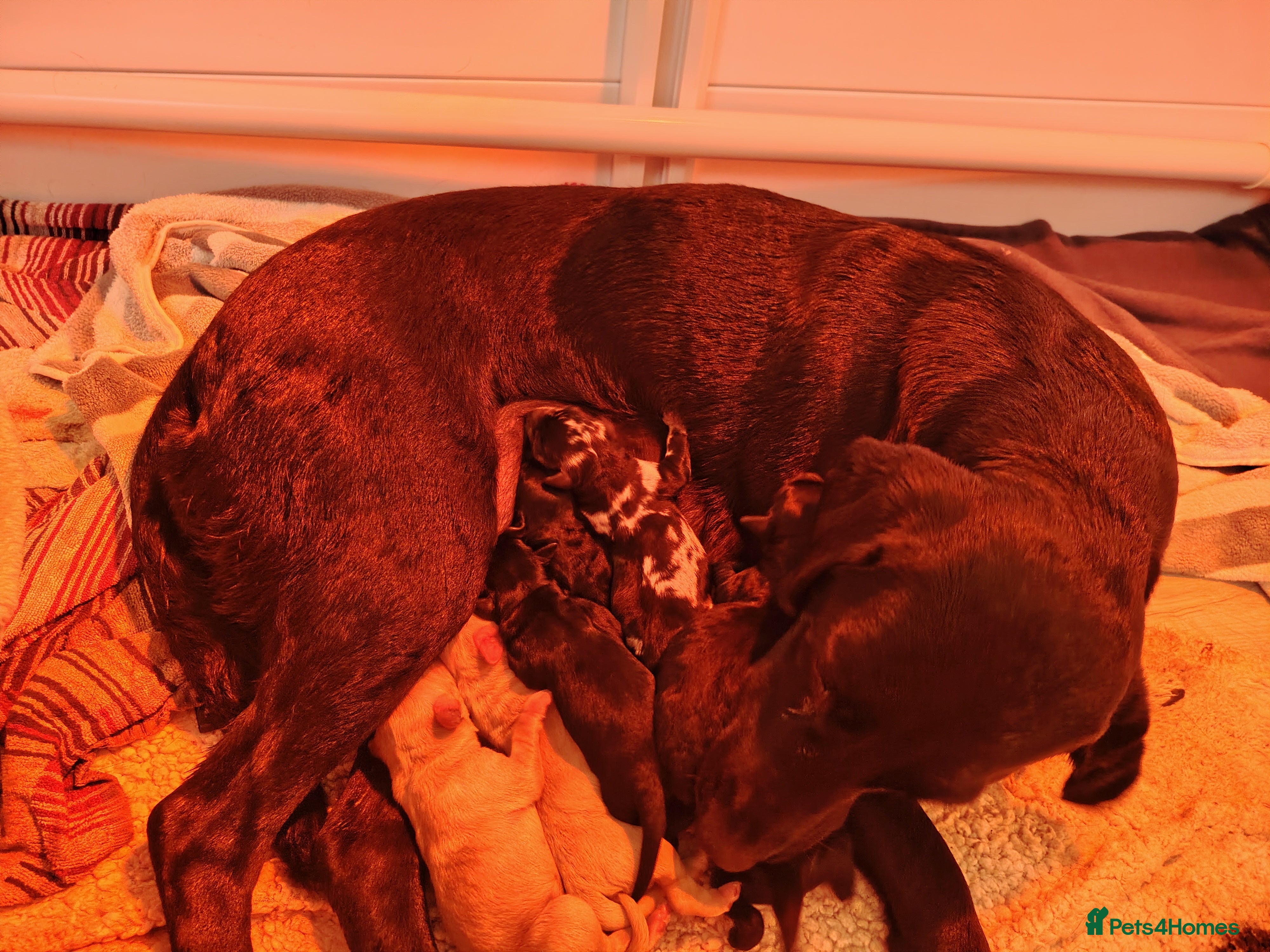 Labradoodle dogs F1 labradoodles ready 18th december.  - Advert 6