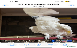 Cockatoo birds for sale: Cockatoo male  - Advert 6