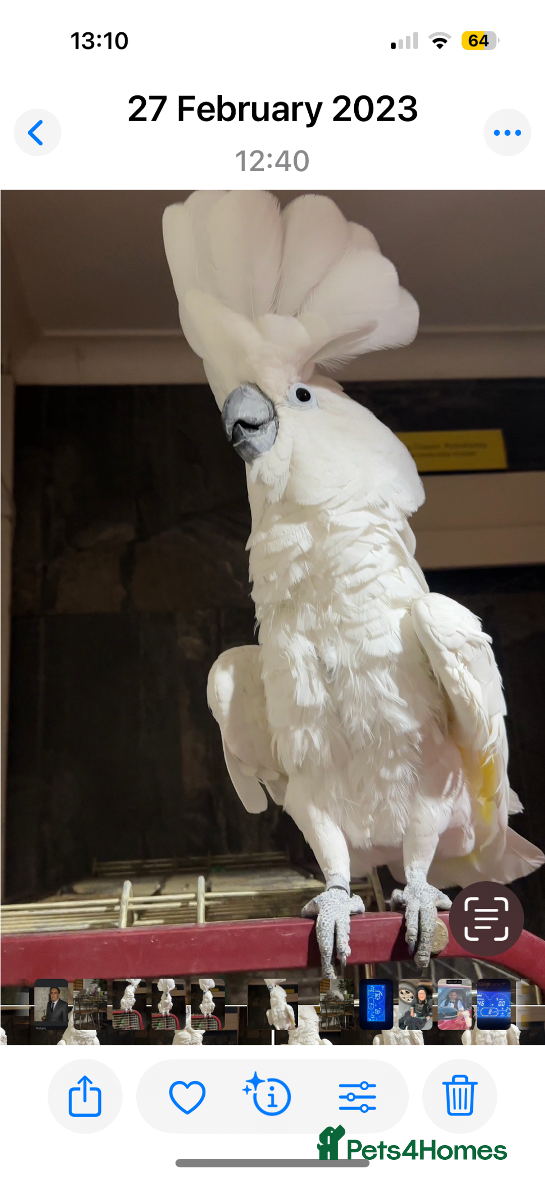 Cockatoo birds for sale: Cockatoo male  - Advert 6