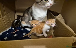 Domestic Shorthair cats for sale: Kittens For Sale - Image 2