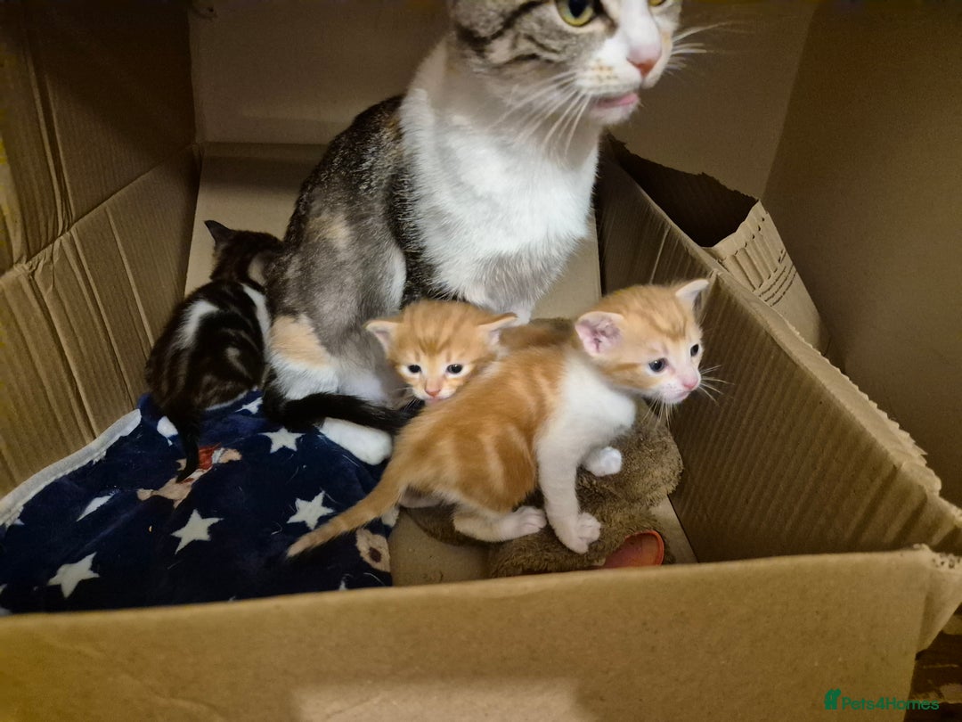 Domestic Shorthair cats for sale: Kittens For Sale - Image 2