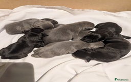 Staffordshire Bull Terrier dogs for sale: Ms/Mister - Image 31