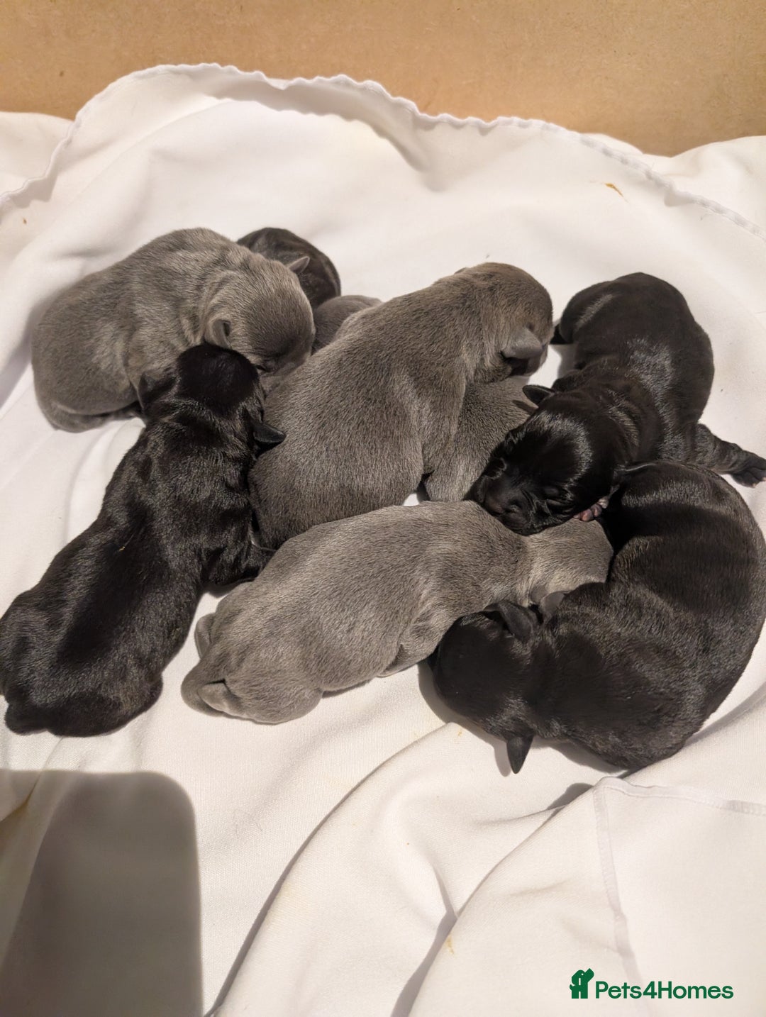 Staffordshire Bull Terrier dogs for sale: Ms/Mister - Image 31
