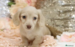 Miniature Dachshund dogs for sale: KC Registered Cream Longhair Puppies - Image 22