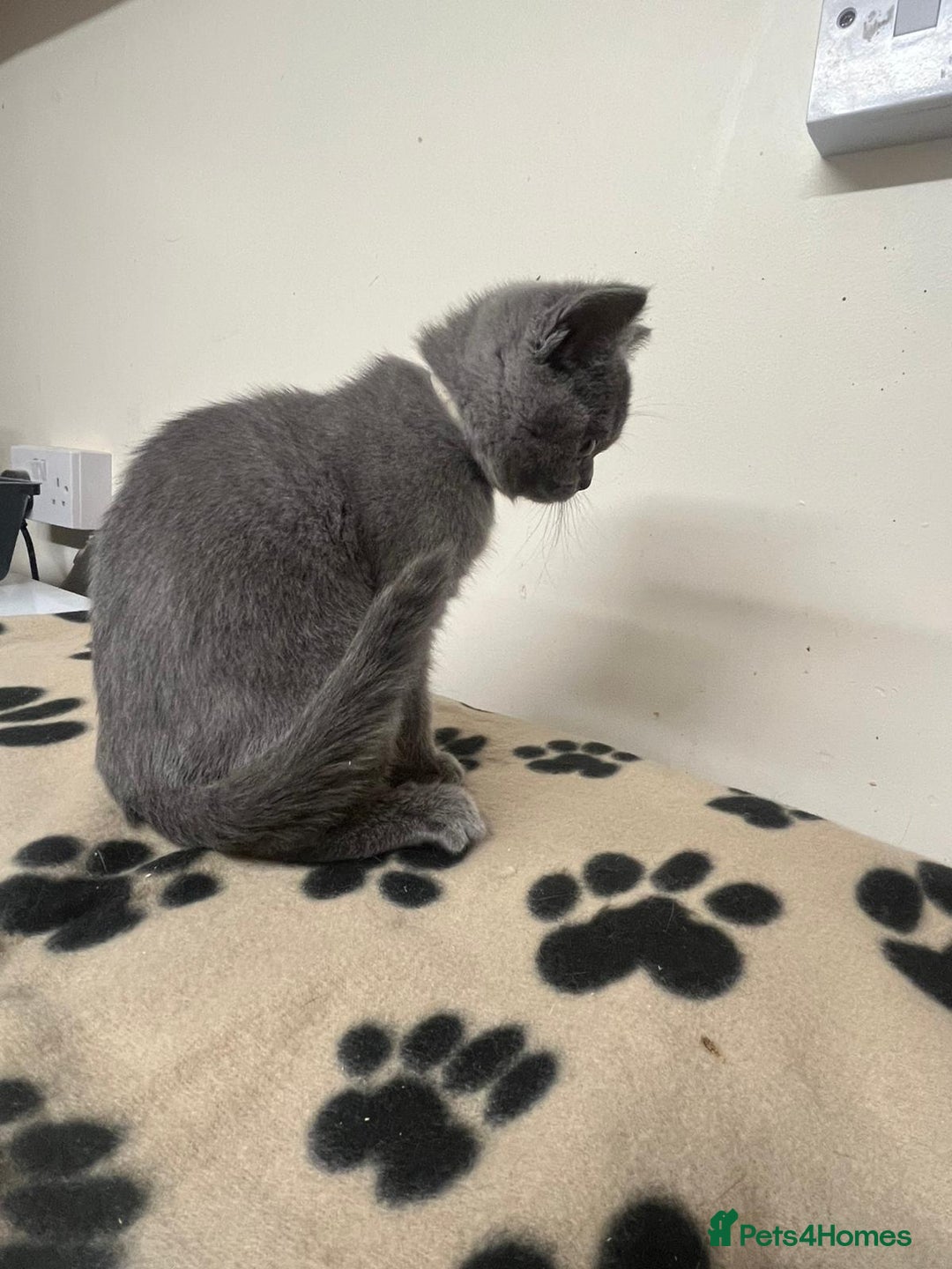 British Shorthair cats for sale: 3 BSH female kittens remaining-  ready now.  - Image 11
