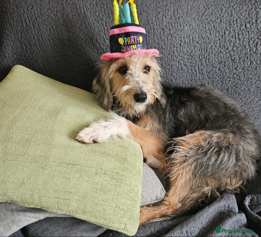 Bedlington Terrier dogs for sale: Bedlington whippet  - Advert 36