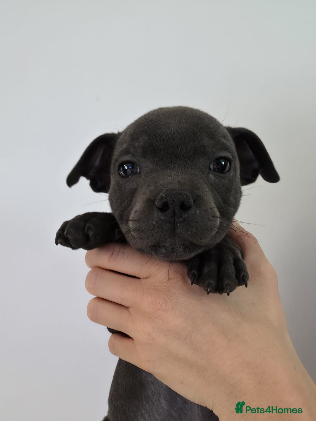 Staffordshire Bull Terrier dogs for sale: 9 Beautiful Black & Blue pups  - Image 6