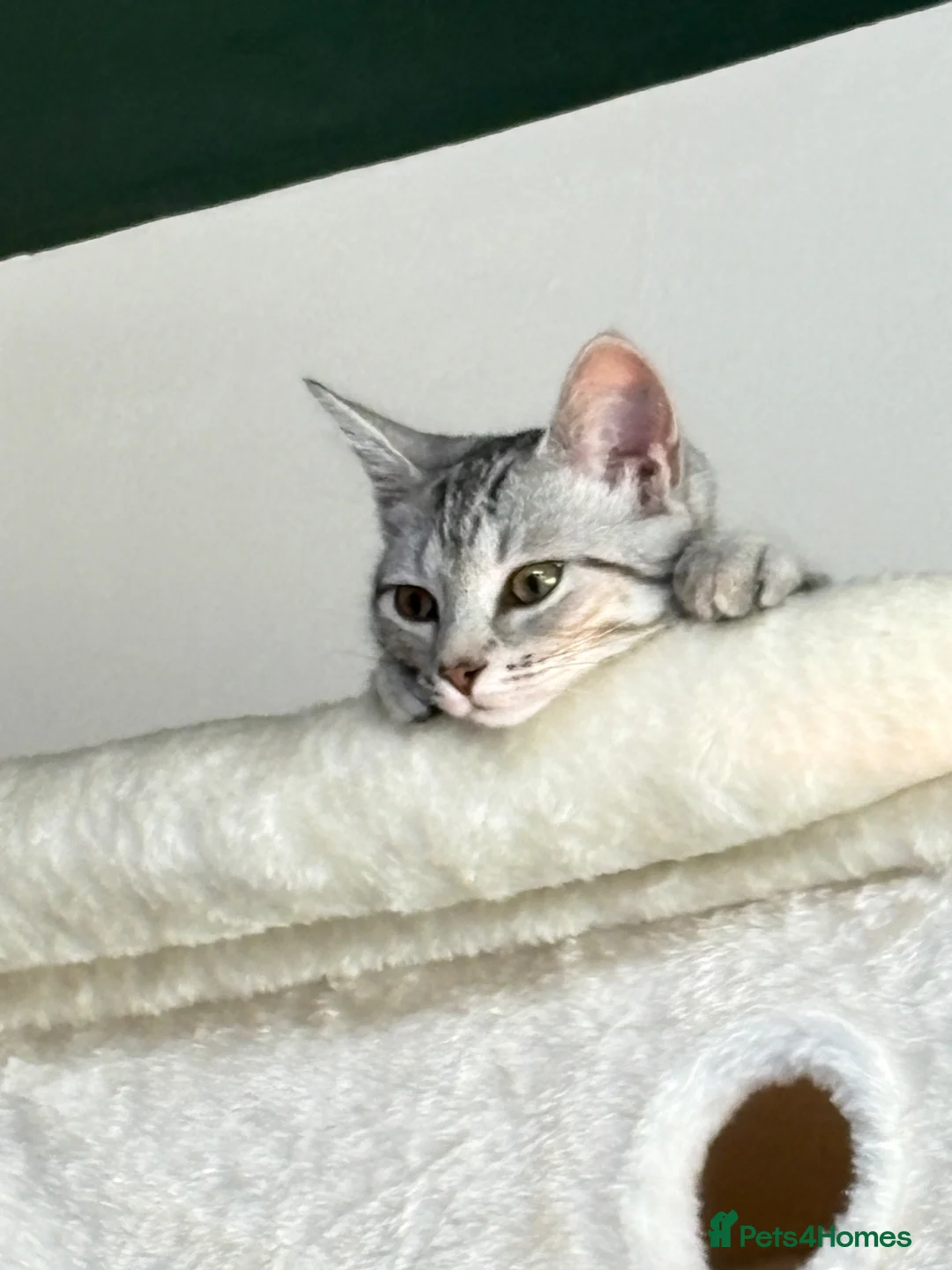 Mixed Breed cats for sale: Mist, affectionate and confident young female in Bedford - Advert 8