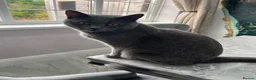British Shorthair cats for sale: 2 beautiful cats,  in Stoke-on-Trent - Advert 3