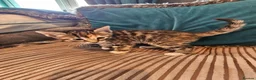Bengal cats for sale: Begal cross kittens  - Advert 27
