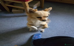 Chihuahua dogs for sale: Chihuahua  - Image 1