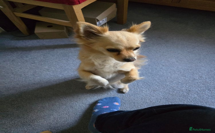 Chihuahua dogs - Advert 1
