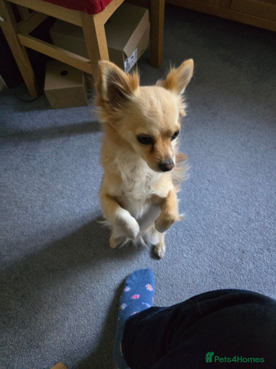 Chihuahua dogs for sale: Chihuahua  - Image 1
