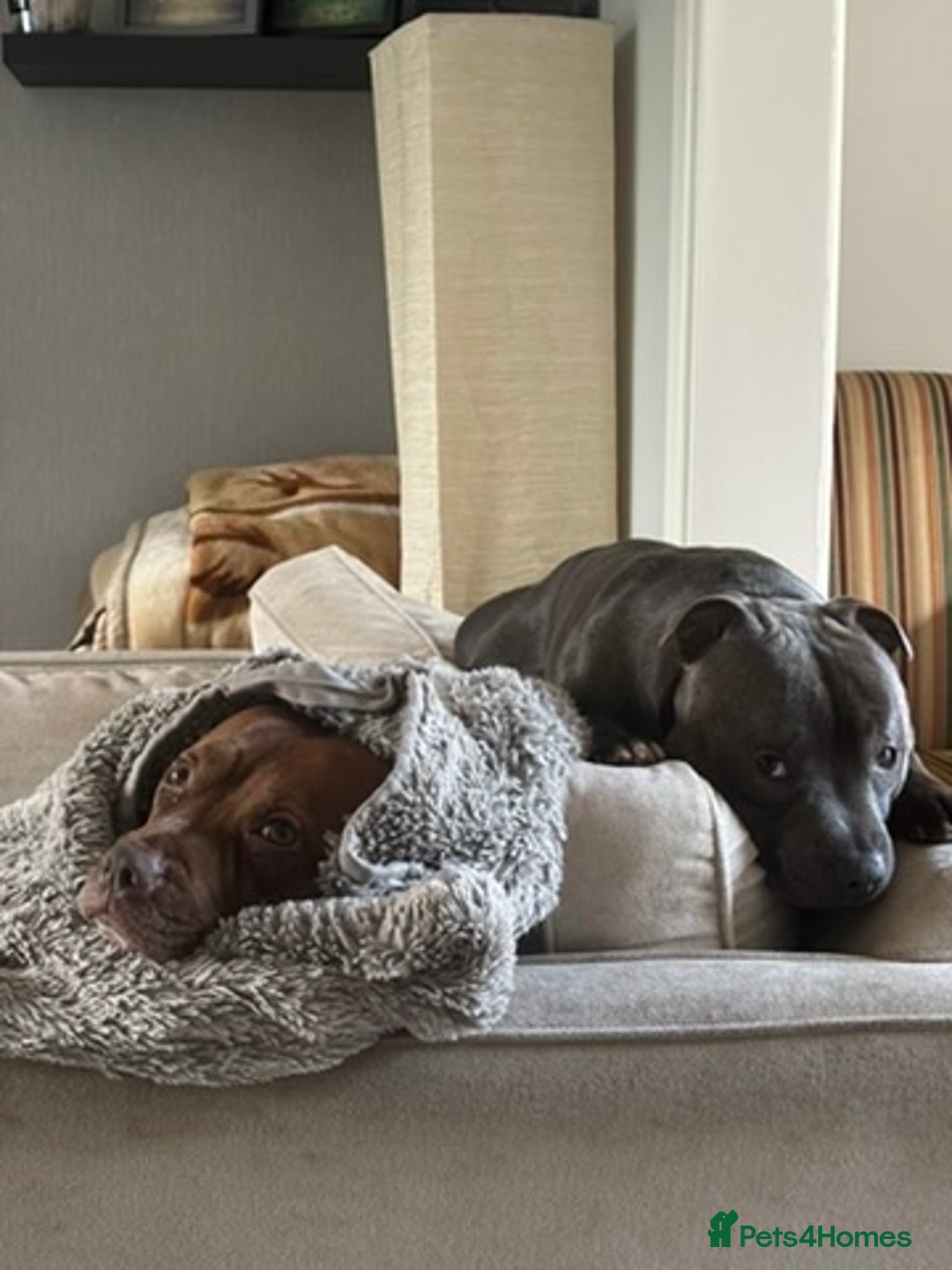 Staffordshire Bull Terrier dogs for sale: Beautiful Staffordshire Bull Terrier Puppies - Image 18
