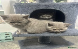 British Shorthair cats for sale: Beautiful cuddly, British short hair kittens  - Image 22
