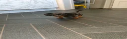 Miniature Dachshund dogs for sale: Last puppy available ready now! - Advert 7