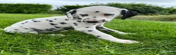 Dalmatian dogs for sale: KC reg full hearing Dalmatian Puppies  - Advert 34