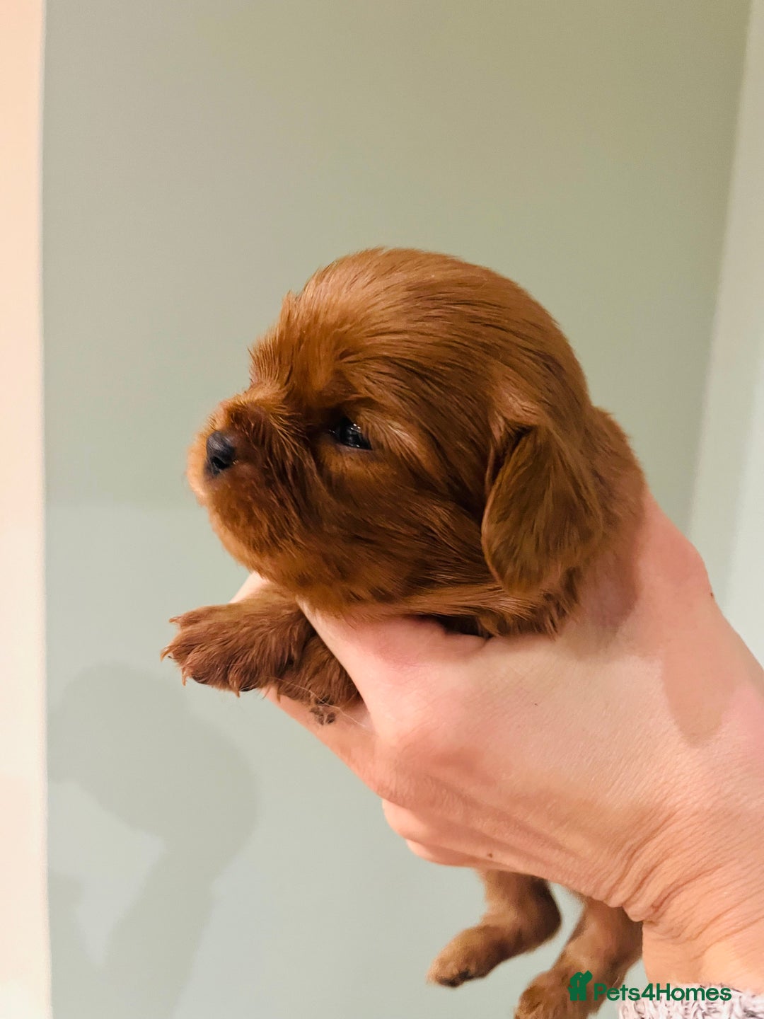 Cavalier King Charles Spaniel dogs for sale: Pure pedigree kc registered ruby cavaliers - Advert 13