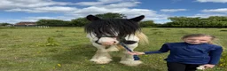 Irish Cob horses for sale: Summer project  - Advert 2