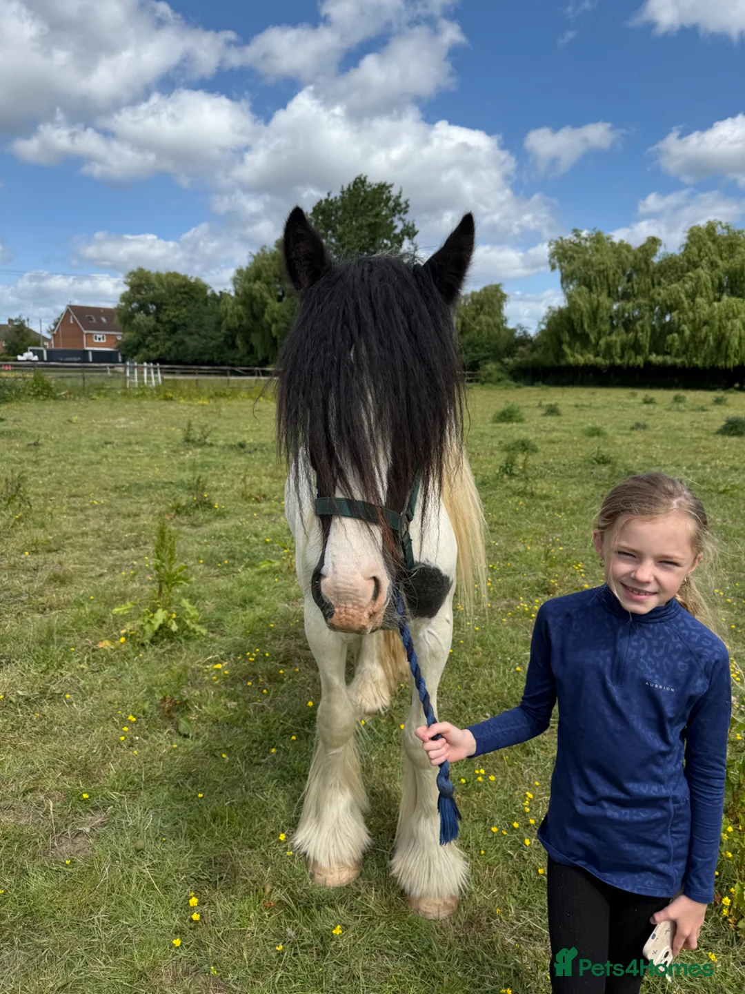 Irish Cob horses for sale: Summer project  - Advert 2