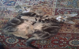 Mixed Breed cats for sale: Kittens looking for forever home - Image 2