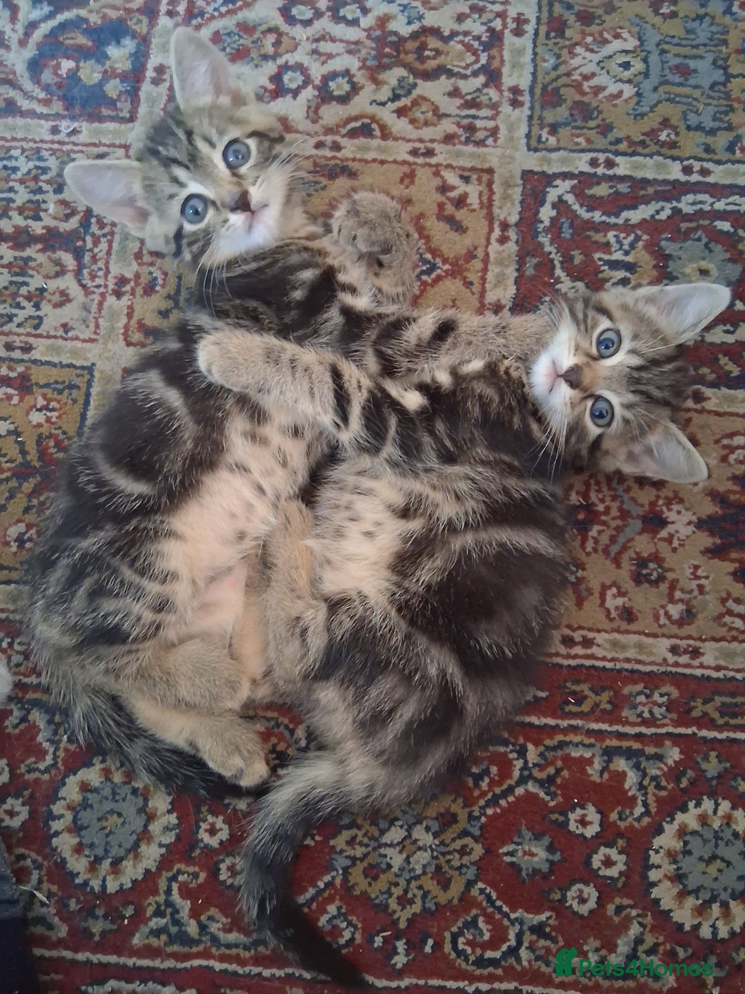 Mixed Breed cats for sale: Kittens looking for forever home - Image 2