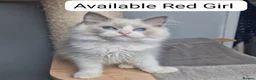 Ragdoll cats for sale: Blue BiColour Luxury Girls- READY to GP - Advert 8