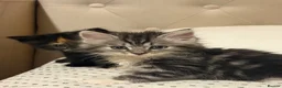 Mixed Breed cats for sale: Kittens  in Chichester - Advert 6