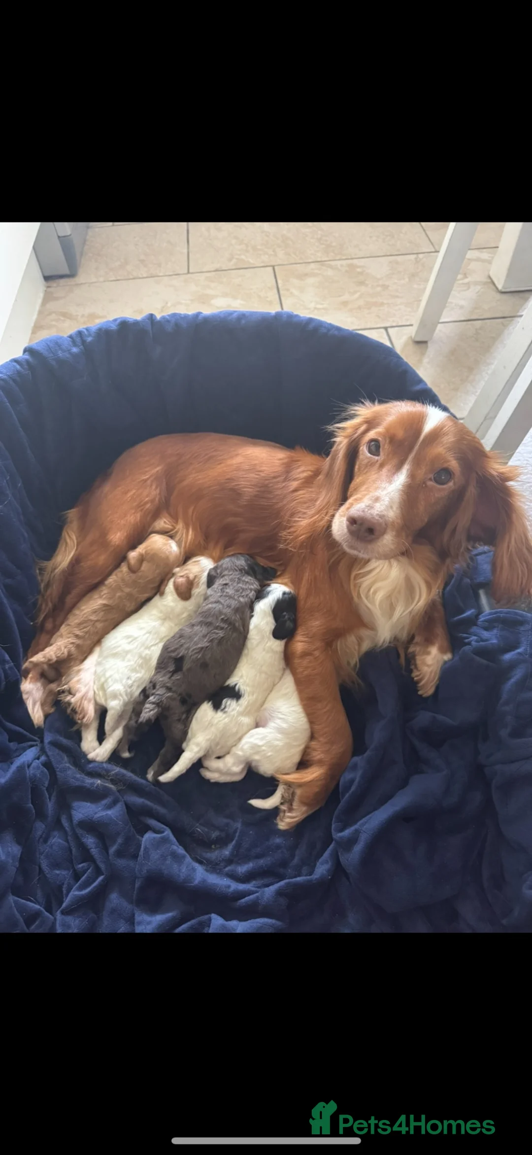 Cockapoo dogs for sale: 5x beautiful F1 cockapoo puppies  in Newbury - Advert 1