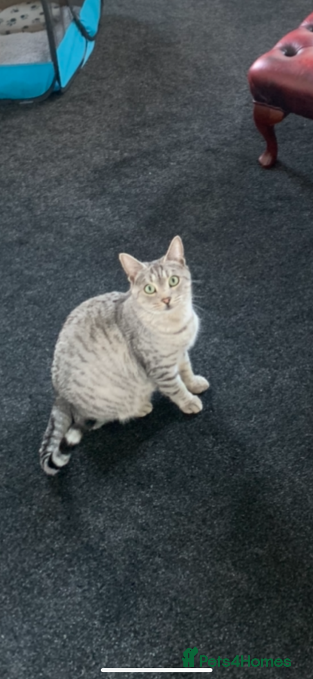 British Shorthair cats for sale: Beautiful British Shorthair Kittens... - Image 2