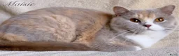 British Shorthair cats for sale: Gorgeous British Shorthairs Registered - Advert 11