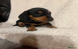 Miniature Dachshund dogs for sale: Miniature dachshunds cearphilly  - Image 6
