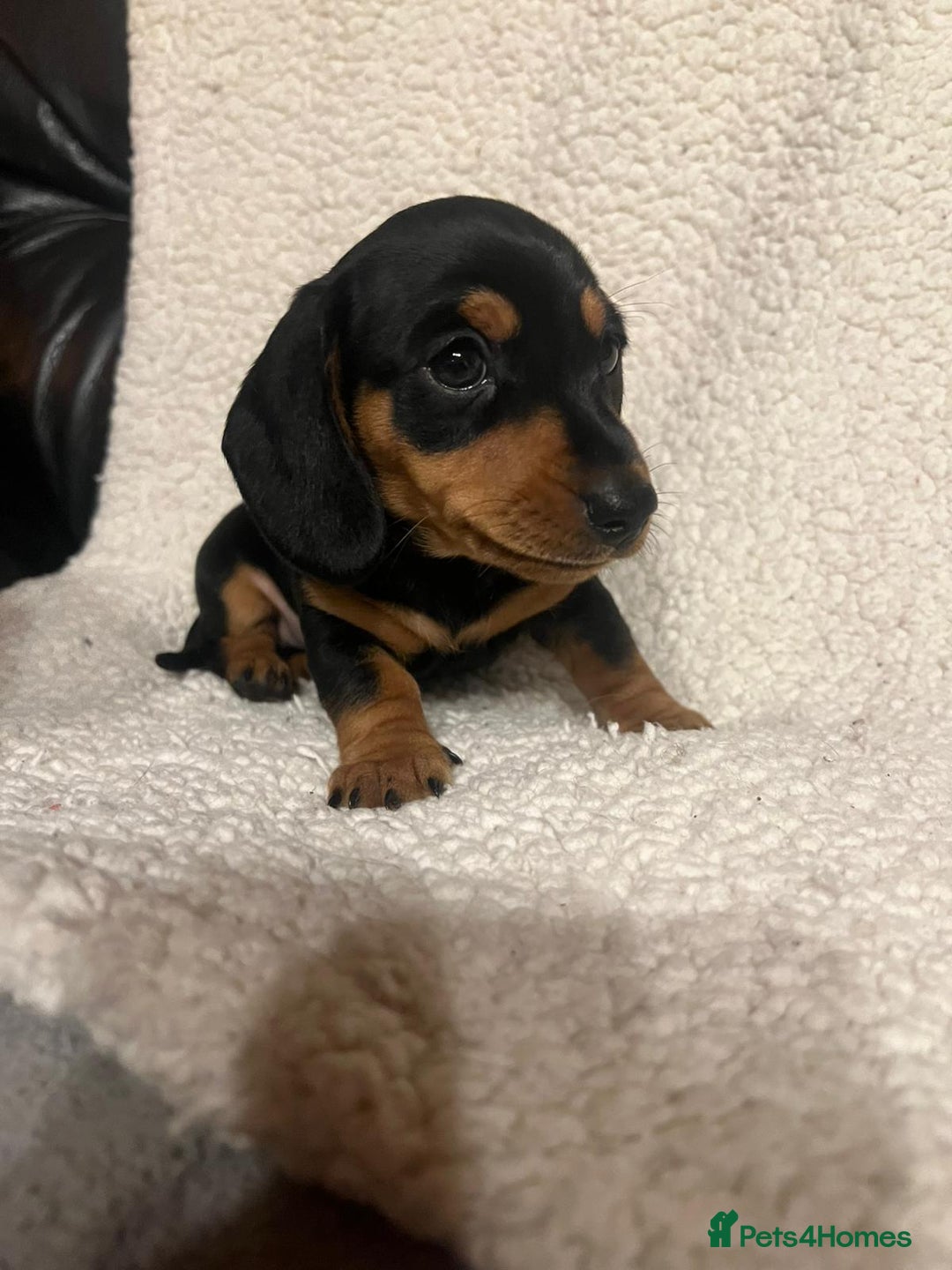 Miniature Dachshund dogs for sale: Miniature dachshunds cearphilly  - Image 6