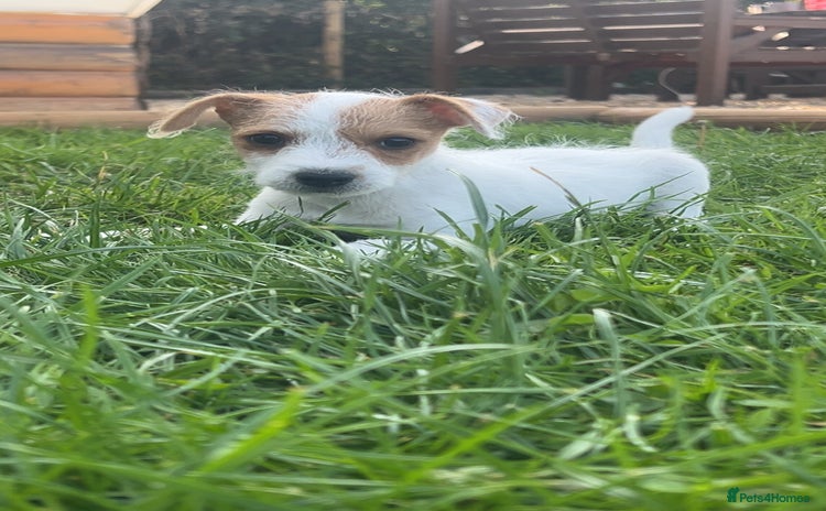 Jack Russell dogs - Advert 5