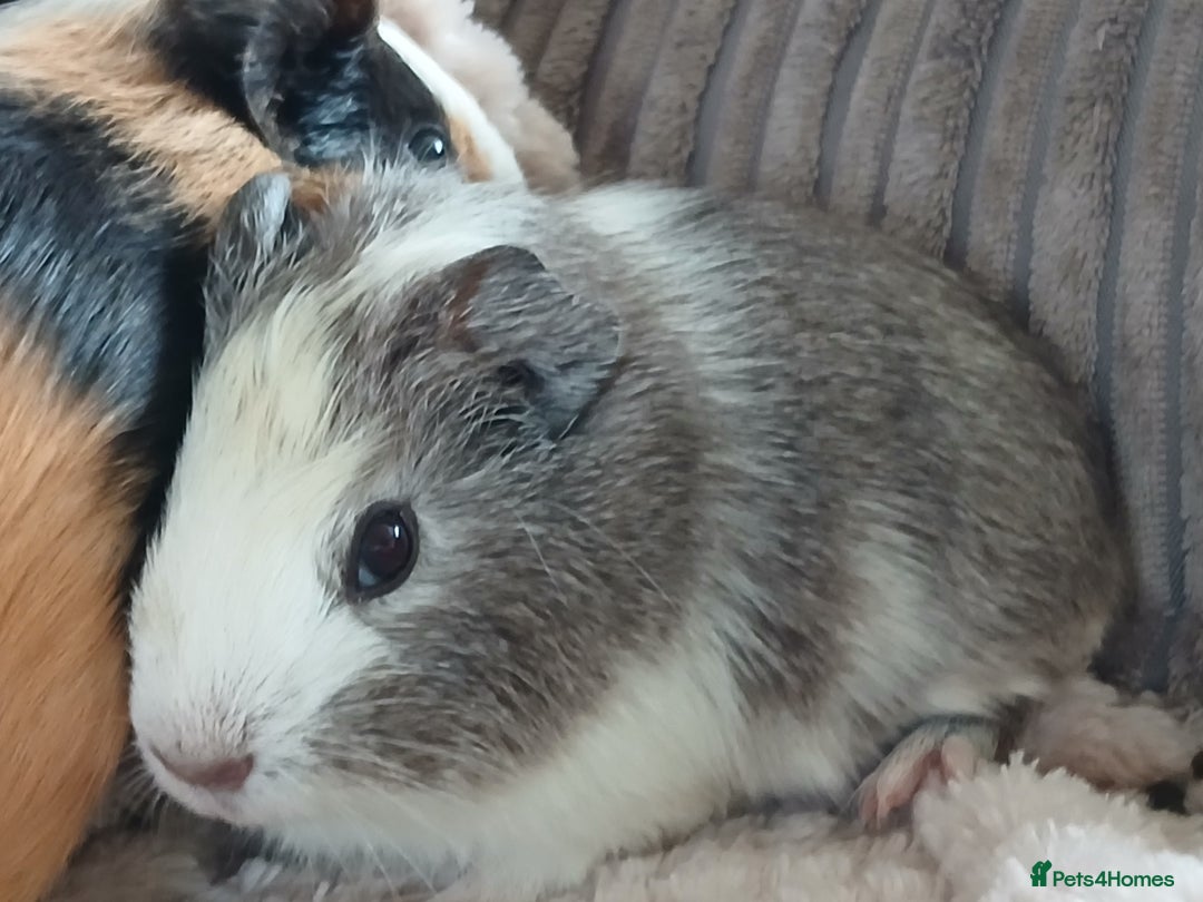 Animal Guinea Pig Or Hamster For Child Animal Rescue Baby Girl